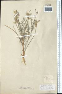 Astragalus brachylobus DC., Middle Asia, Northern & Central Kazakhstan (M10) (Kazakhstan)