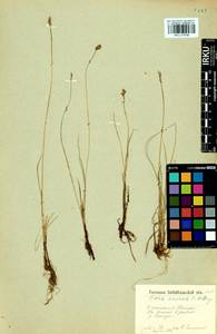 Carex enervis C.A.Mey., Siberia, Baikal & Transbaikal region (S4) (Russia)