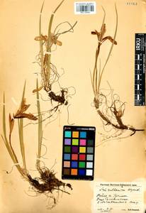 Iris ruthenica Ker Gawl., Siberia, Baikal & Transbaikal region (S4) (Russia)