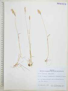 Koeleria subalpestris (Hartm.) Barberá, Quintanar, Soreng & P.M.Peterson, Siberia, Russian Far East (S6) (Russia)