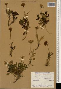 Valeriana saxicola C. A. Mey., Caucasus, Dagestan (K2) (Russia)