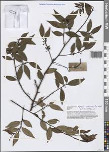 Myrsine semiserrata Wall., South Asia, South Asia (Asia outside ex-Soviet states and Mongolia) (ASIA) (Vietnam)
