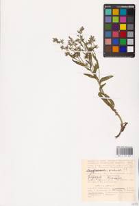 MHA 0 152 629, Lycopsis arvensis subsp. orientalis (L.) Kuzn., Eastern Europe, Lower Volga region (E9) (Russia)