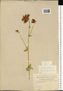 Aquilegia vulgaris L., Eastern Europe, Lower Volga region (E9) (Russia)