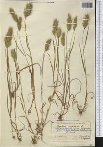 Bromus scoparius L., Middle Asia, Western Tian Shan & Karatau (M3) (Kyrgyzstan)