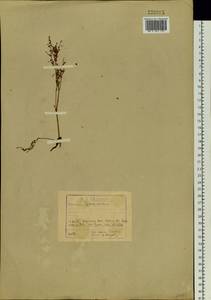 Polygonum, Siberia, Baikal & Transbaikal region (S4) (Russia)