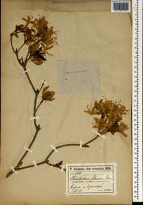 Rhododendron luteum Sweet, South Asia, South Asia (Asia outside ex-Soviet states and Mongolia) (ASIA) (Turkey)