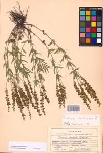 MHA 0 159 945, Veronica austriaca subsp. jacquinii (Baumg.) Watzl, Eastern Europe, South Ukrainian region (E12) (Ukraine)