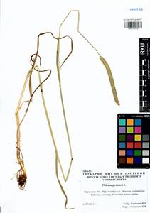 Phleum pratense L., Siberia, Baikal & Transbaikal region (S4) (Russia)
