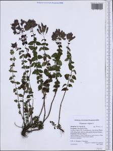 Origanum vulgare L., Western Europe (EUR) (Germany)