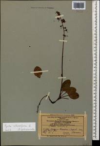 Pyrola rotundifolia L., Caucasus, Azerbaijan (K6) (Azerbaijan)