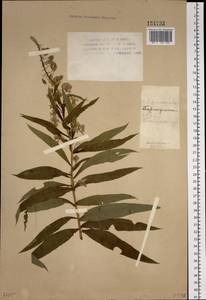 Chamaenerion angustifolium (L.) Scop., Siberia, Altai & Sayany Mountains (S2) (Russia)
