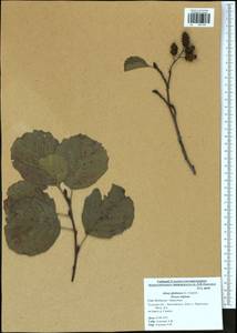 Alnus glutinosa (L.) Gaertn., Eastern Europe, Central region (E4) (Russia)