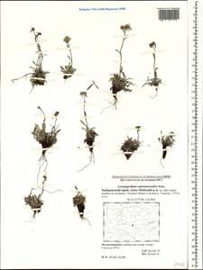 Leontopodium antennarioides Soczava, Siberia, Russian Far East (S6) (Russia)