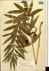 Polygonatum verticillatum (L.) All., Caucasus, North Ossetia, Ingushetia & Chechnya (K1c) (Russia)