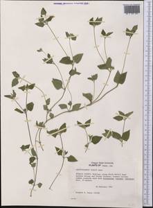 Calyptocarpus vialis Less., America (AMER) (United States)