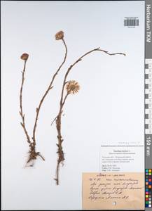 Tussilago farfara L., Eastern Europe, Central region (E4) (Russia)