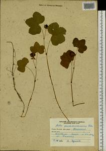 Rubus chamaemorus L., Siberia, Russian Far East (S6) (Russia)