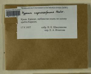 Hypnum cupressiforme Hedw., Bryophytes, Bryophytes - Crimea (B3a) (Russia)