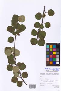 Betula pubescens var. kusmisscheffii (Regel) Gürke, Eastern Europe, Northern region (E1) (Russia)