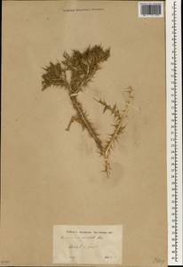 Cardopatium corymbosum (L.) Pers., South Asia, South Asia (Asia outside ex-Soviet states and Mongolia) (ASIA) (Turkey)