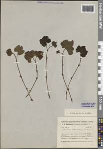 Rubus chamaemorus L., Siberia, Central Siberia (S3) (Russia)