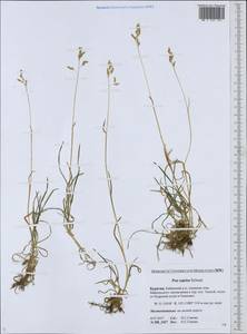 Poa supina Schrad., Siberia, Baikal & Transbaikal region (S4) (Russia)