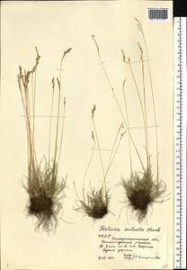 Festuca valesiaca Schleich. ex Gaudin, Eastern Europe, West Ukrainian region (E13) (Ukraine)
