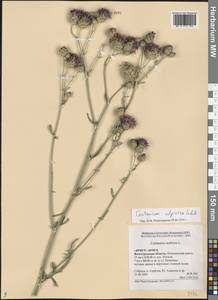 Centaurea scabiosa L., Eastern Europe, Lower Volga region (E9) (Russia)