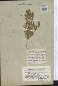 Vicia lens (L.) Coss. & Germ., Middle Asia, Western Tian Shan & Karatau (M3) (Kazakhstan)