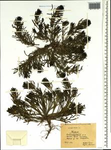 Ajuga chamaepitys subsp. chia (Schreb.) Arcang., Crimea (KRYM) (Russia)