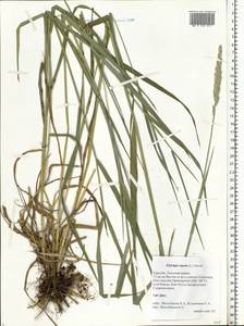 Elymus repens (L.) Gould, Eastern Europe, Northern region (E1) (Russia)