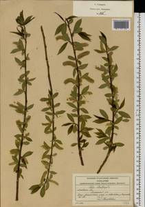 Salix × rubens Schrank, Eastern Europe, Moscow region (E4a) (Russia)