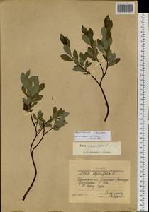 Salix uralicola I.V.Belyaeva, Siberia, Western Siberia (S1) (Russia)