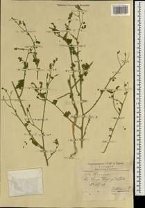 Heliotropium, South Asia, South Asia (Asia outside ex-Soviet states and Mongolia) (ASIA) (Iran)