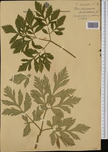 Pleurospermum austriacum (L.) Hoffm., Western Europe (EUR) (Austria)