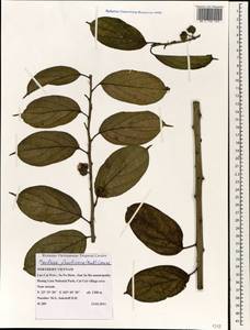 Cudrania fruticosa (Roxb.) Wight ex Kurz, South Asia, South Asia (Asia outside ex-Soviet states and Mongolia) (ASIA) (Vietnam)