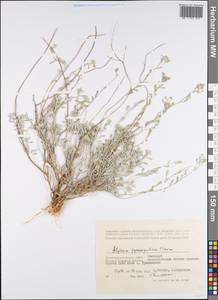 Odontarrhena tortuosa subsp. cretacea (Kotov) Spaniel, Al-Shehbaz & Marhold, Eastern Europe, Lower Volga region (E9) (Russia)