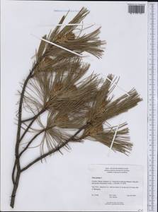 Pinus strobus L., America (AMER) (Canada)