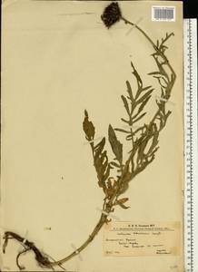 Centaurea kotschyana Heuff. ex W. D. J. Koch, Eastern Europe, West Ukrainian region (E13) (Ukraine)