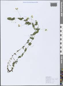 Lathyrus aphaca L., Caucasus, Black Sea Shore (from Novorossiysk to Adler) (K3) (Russia)