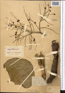 Rheum tataricum L. fil., Middle Asia, Northern & Central Kazakhstan (M10) (Kazakhstan)