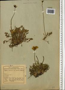 Oreomecon nudicaulis subsp. nudicaulis, Eastern Europe, Northern region (E1) (Russia)