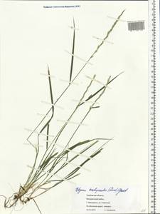 Elymus violaceus (Hornem.) J.Feilberg, Eastern Europe, Central forest-and-steppe region (E6) (Russia)