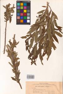 Salix triandra × viminalis, Eastern Europe, North-Western region (E2) (Russia)