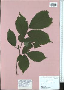Ulmus glabra, Eastern Europe, Central region (E4) (Russia)