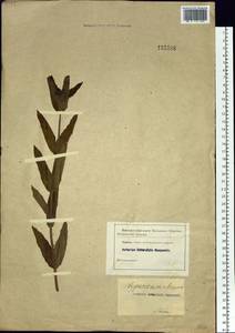 Hypericum ascyron, Siberia (no precise locality) (S0) (Russia)