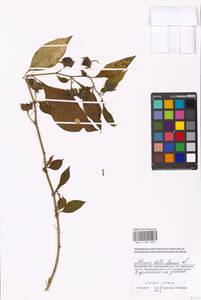 Atropa belladonna L., Eastern Europe, Moscow region (E4a) (Russia)