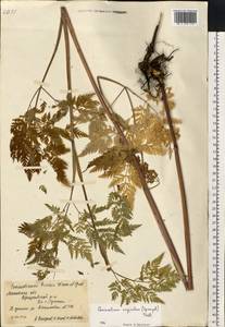 Conioselinum tataricum Hoffm., Eastern Europe, Moscow region (E4a) (Russia)