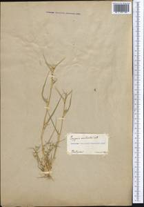 Sporobolus aculeatus (L.) P.M.Peterson, Middle Asia, Muyunkumy, Balkhash & Betpak-Dala (M9) (Kazakhstan)